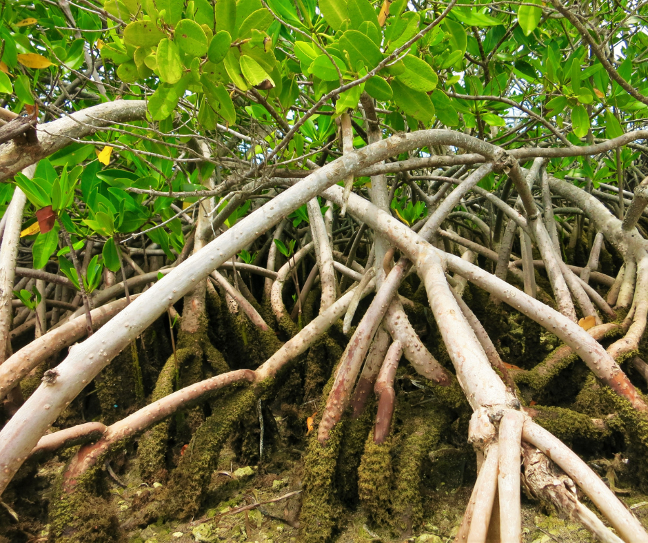 mangrove