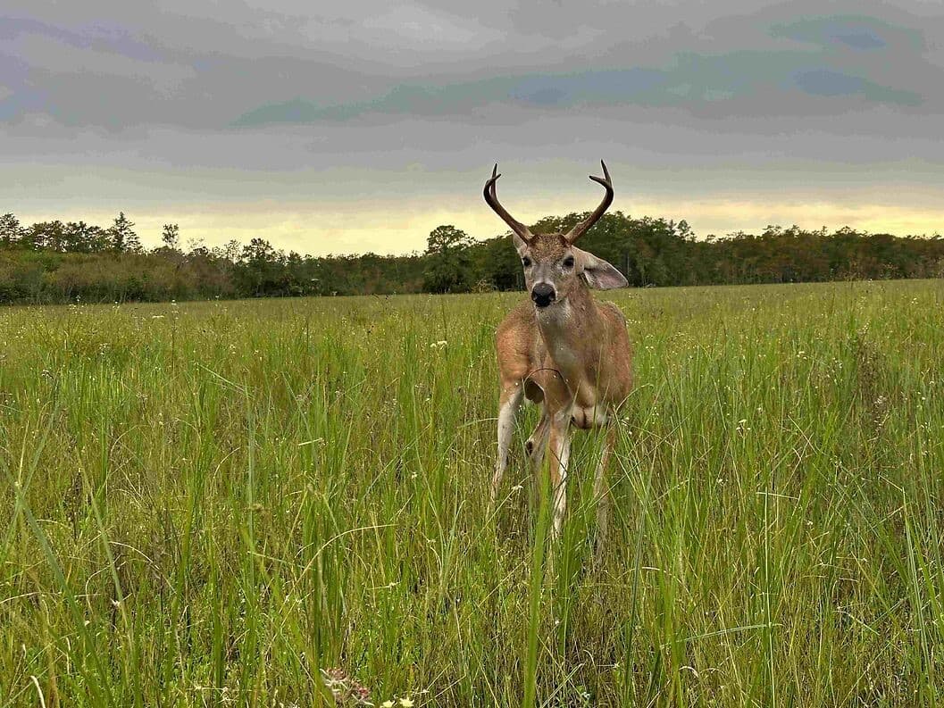 deer
