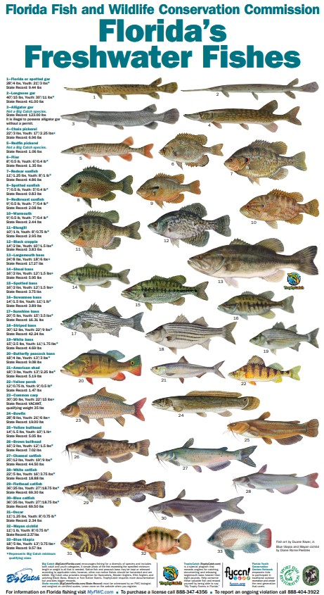 poster of Florida fish