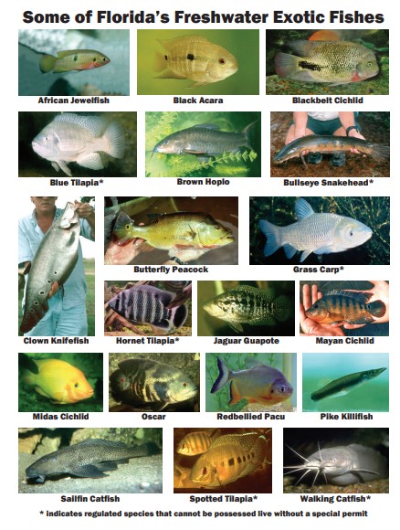 image of florida exotic fish