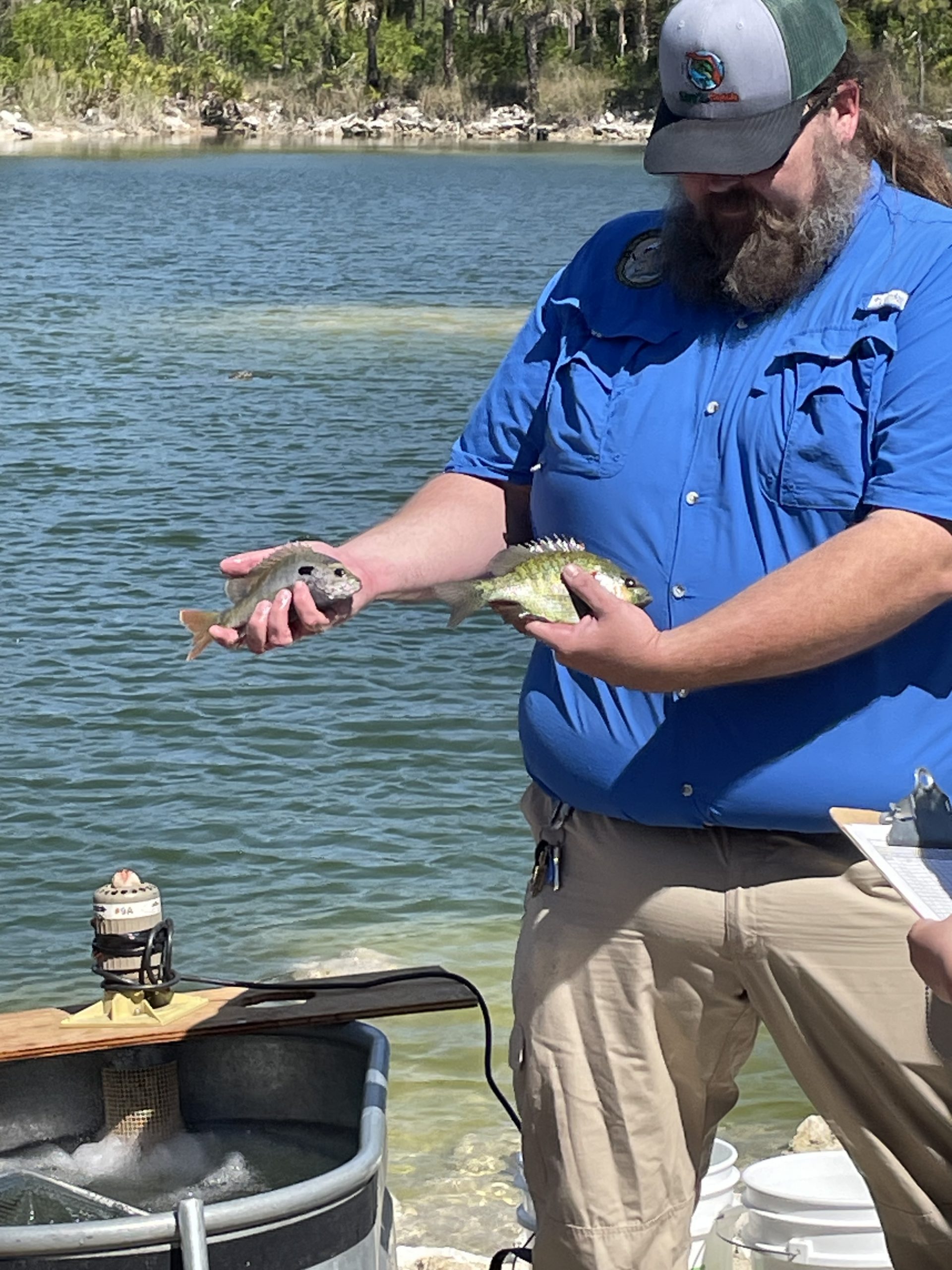Josh Wilsey showing redear and bluegill fish