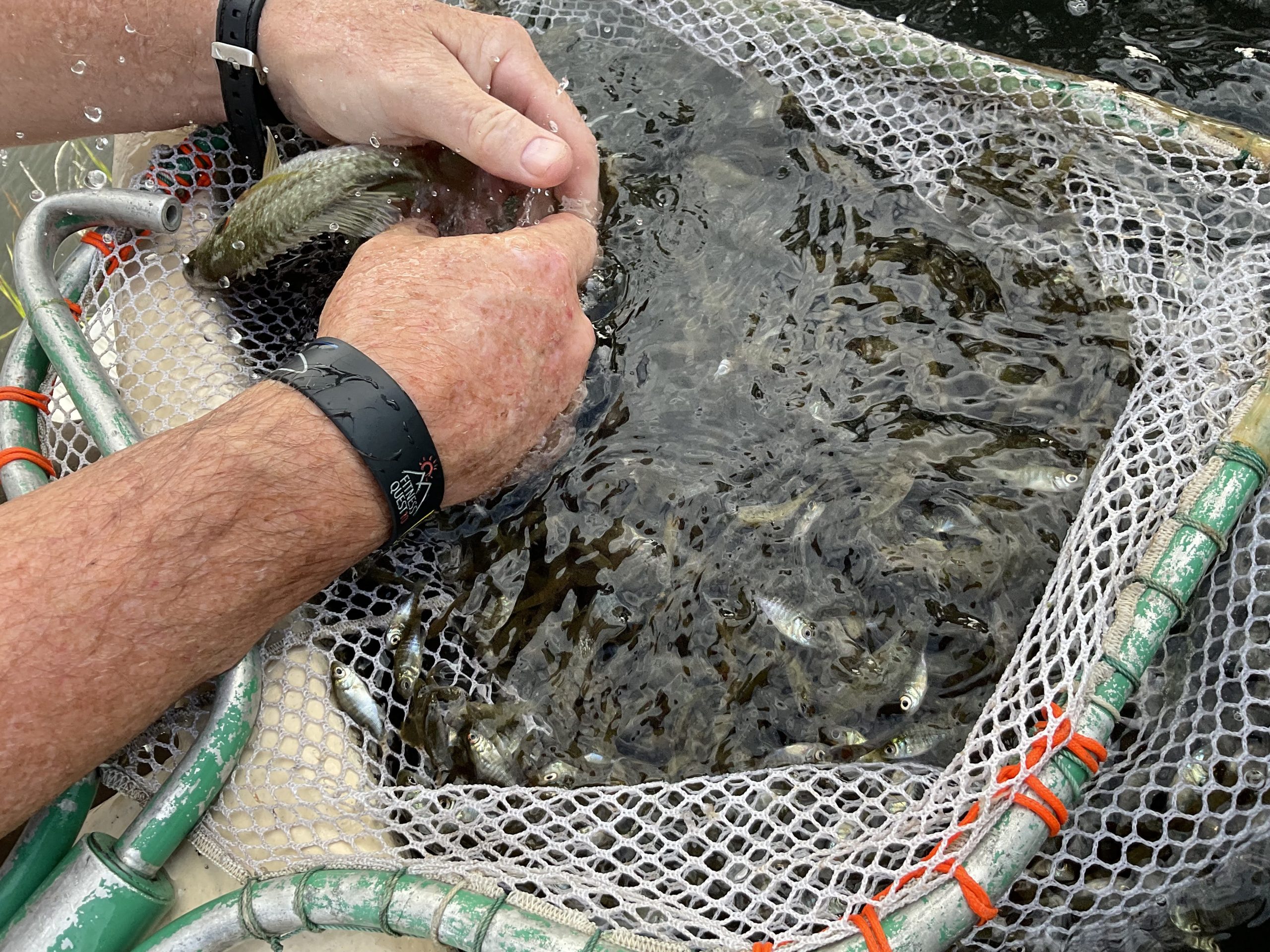 net full of hundreds of fish net full of hundreds of small prey fish