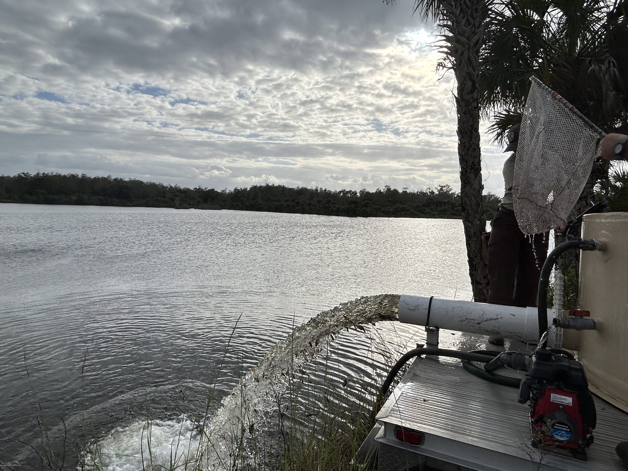 over 90,000 fish going from tank to Pistol Pond fish going into pond