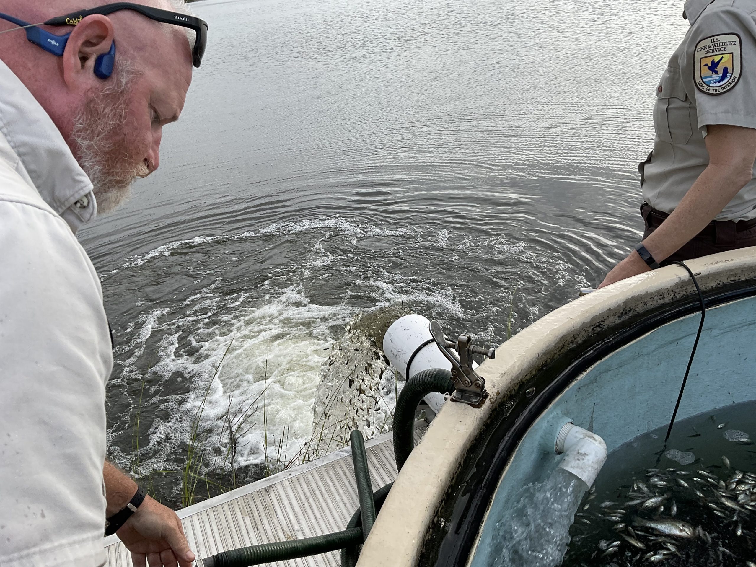 releasing prey fish into Pistol Pond release of prey fish into pond