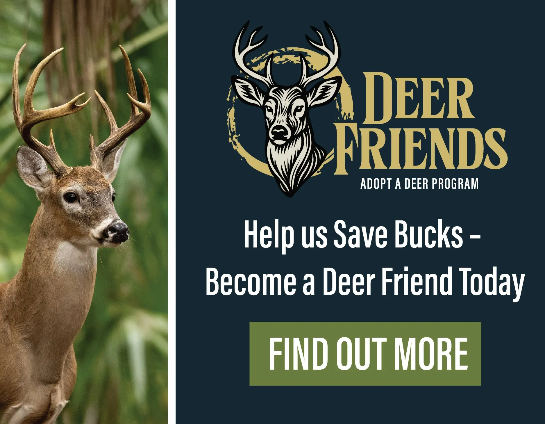 Adopt a Deer